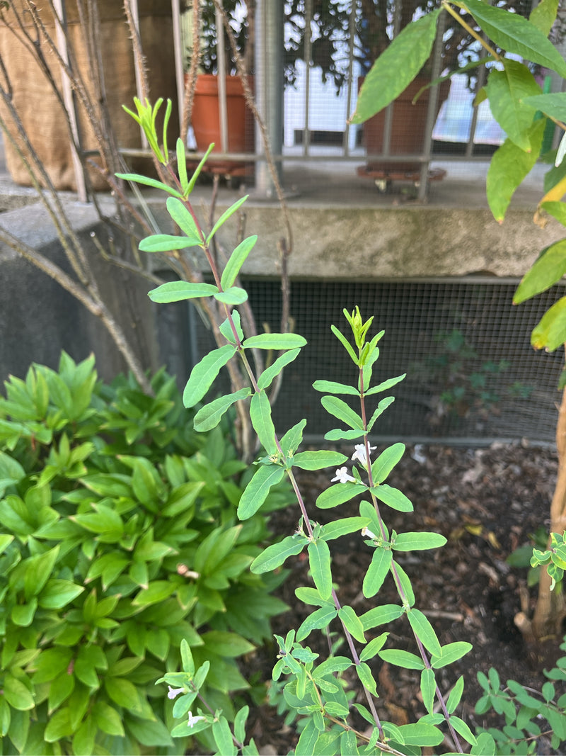 De afbeelding toont slanke scheuten met tegenoverstaande groene bladeren en kleine witte bloemmetjes. Dit is de rode kamperfoelie in een tuin.