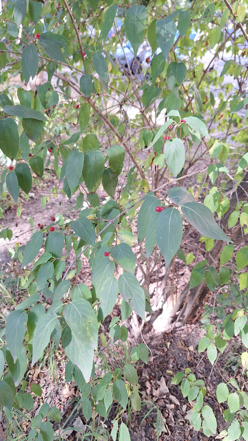 De afbeelding toont een struik van de rode kamperfoelie met groene bladeren en kleine rode bessen. De plant groeit in een natuurlijke omgeving.