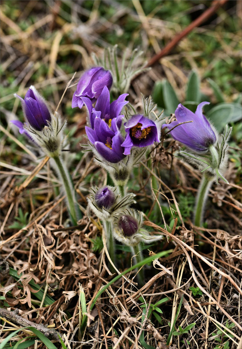 Verschillende paarse bloemen en knoppen van de wilde pulsatilla staan dicht bij elkaar op droge grond. De stengels en kelkbladeren zijn opvallend behaard.