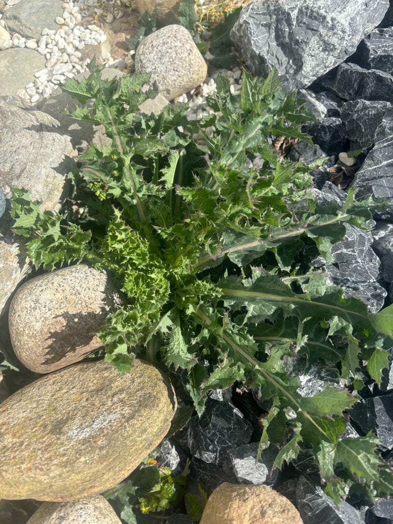 Gemeenschappelijke distel — Bild 1