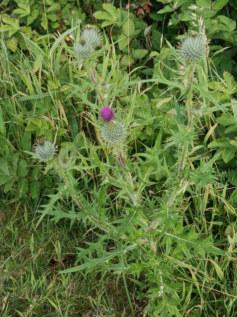 De afbeelding toont een speerdissel met stekelige bladeren en paarse bloemhoofdjes. De plant groeit in een weiland omringd door grassen.