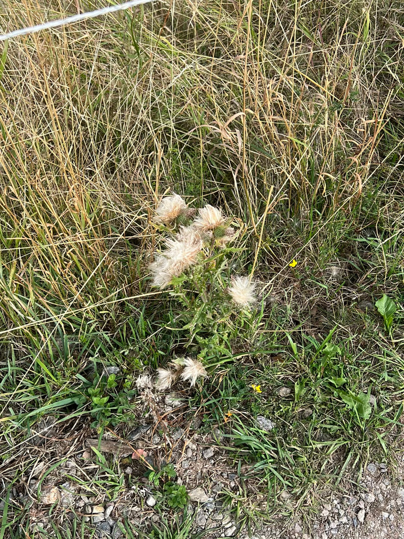 De afbeelding toont een speerdistel met uitgebloeide, wolachtige zaadkoppen. De plant groeit midden in een droge weide met omringend lang gras.