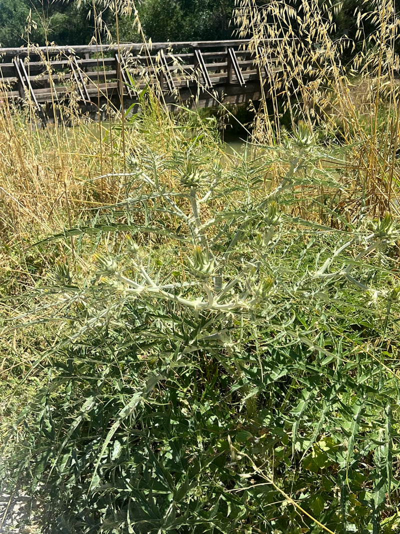 Te zien is een speerdistel met zijn stekelige bladeren en knoppen. De foto toont de plant in zijn natuurlijke omgeving voor hoog gras en een houten brug.