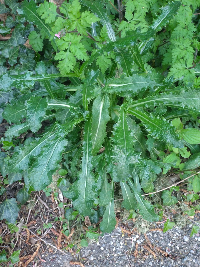 Te zien is de bladrozet van een speerdissel op de grond, met typisch stekelige, diep gelobde bladeren. De plant groeit in een omgeving met andere lage vegeta...