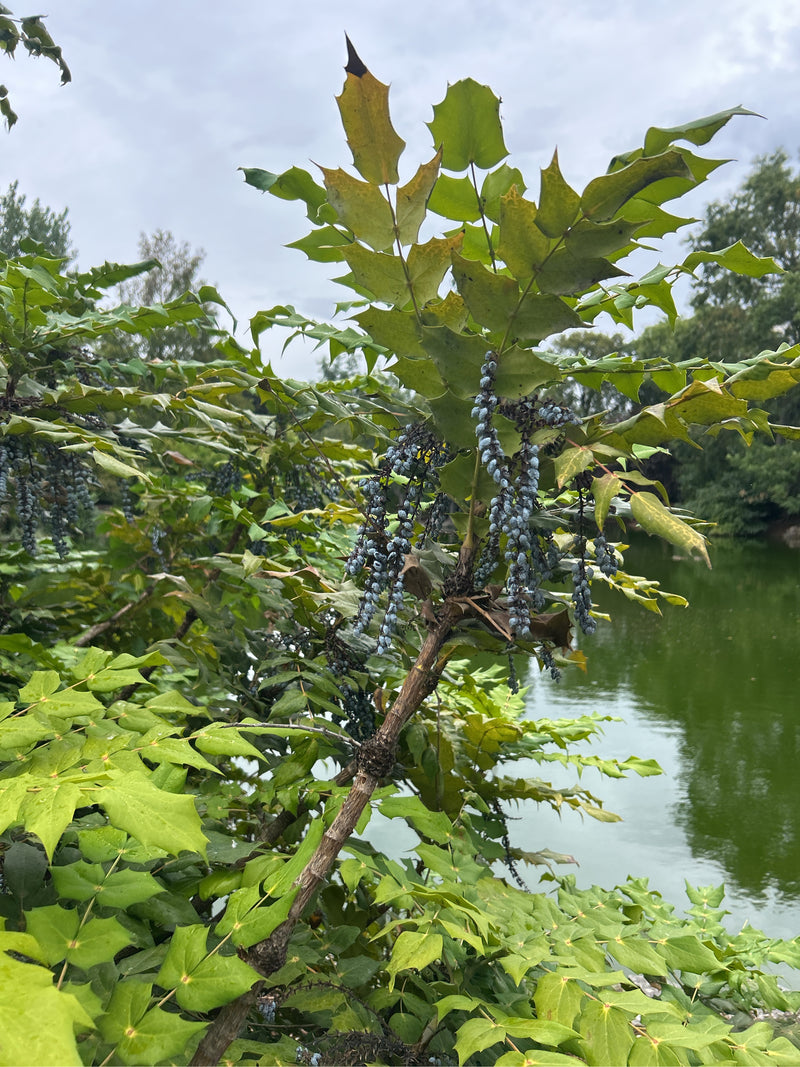 Er is een mahonia te zien met zijn typische stekelige, gelobde bladeren en talrijke blauwe bessenclusters. Op de achtergrond is een waterpartij te zien.