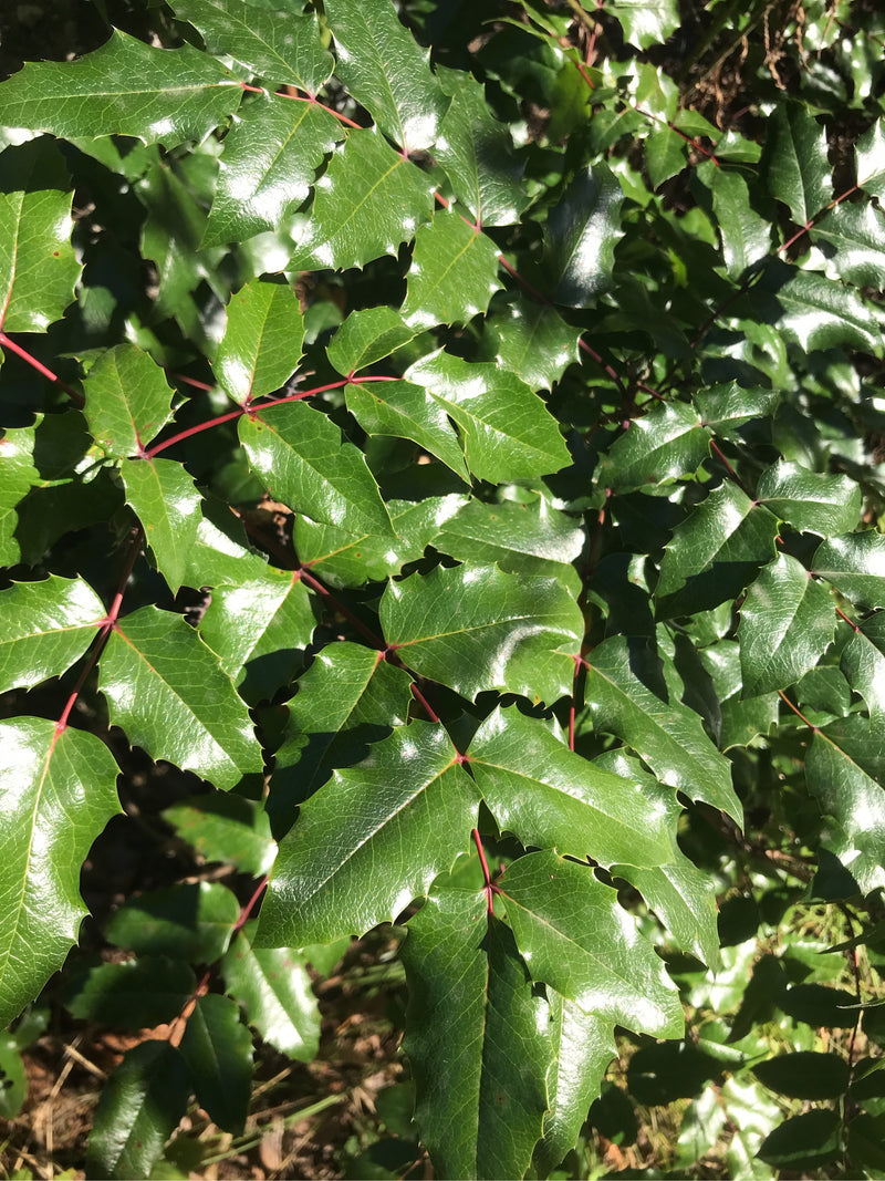 Mahonia — foto 2 van 20