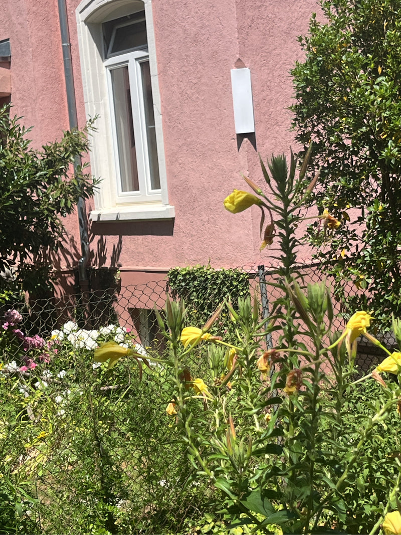 Te zien is een bloeiende teunisbloem voor een roze huismuur in een tuin. De kenmerkende gele bloemen en knoppen bevinden zich op lange stengels.