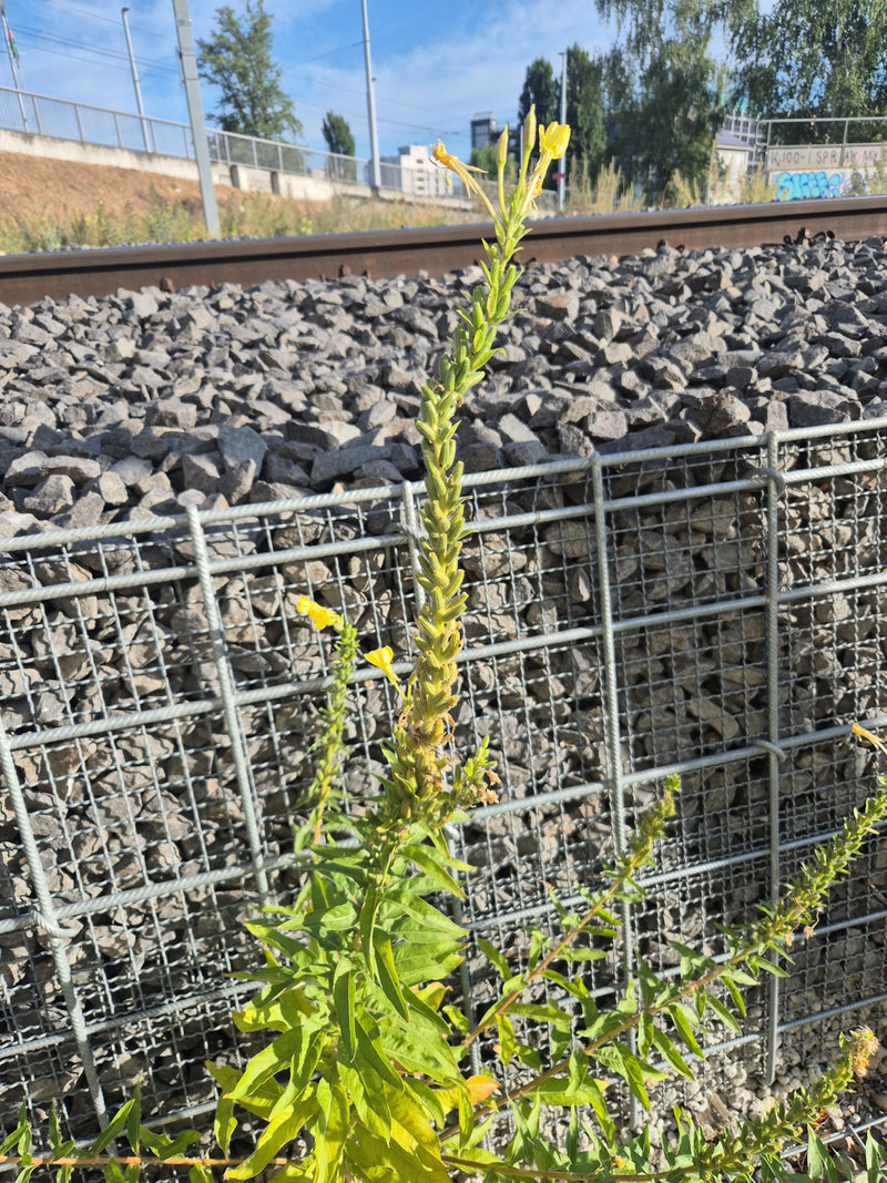 Er is een rechtopgaande teunisbloem te zien met gele bloemen en lancetvormige bladeren. Deze staat voor een grindbed en een metalen hek.