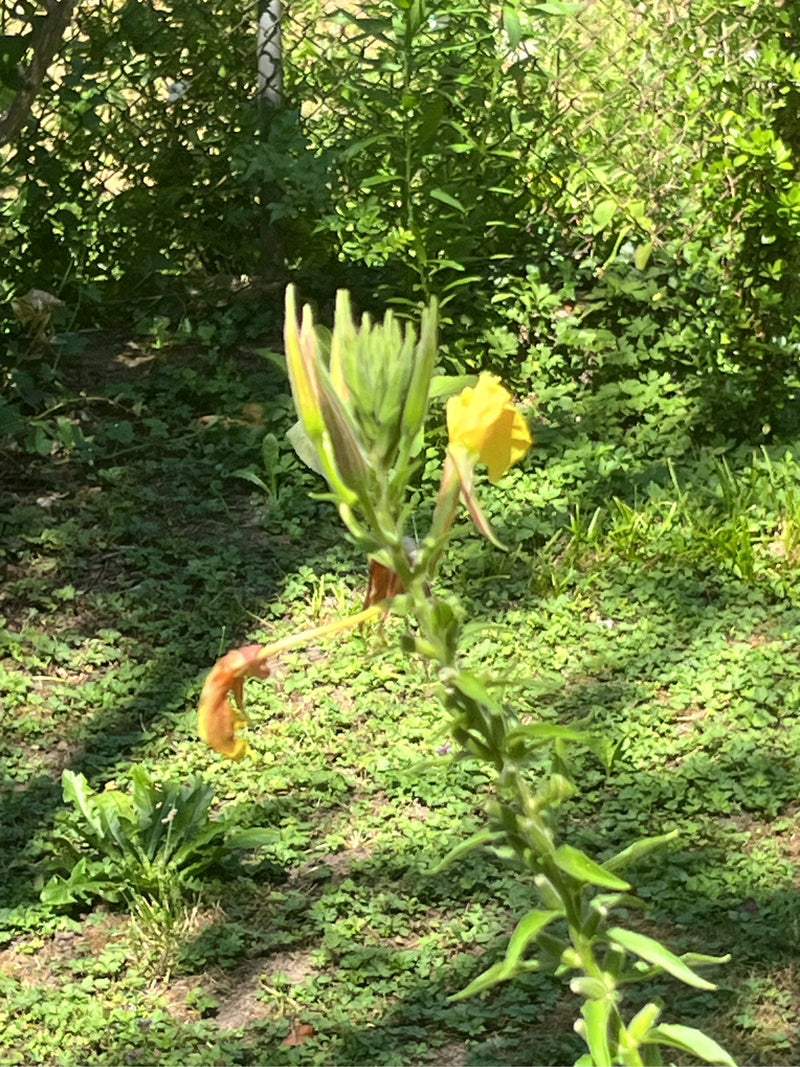 Een teunisbloem met gele bloemen en knoppen is te zien. De plant staat voor een groene achtergrond in de tuin.