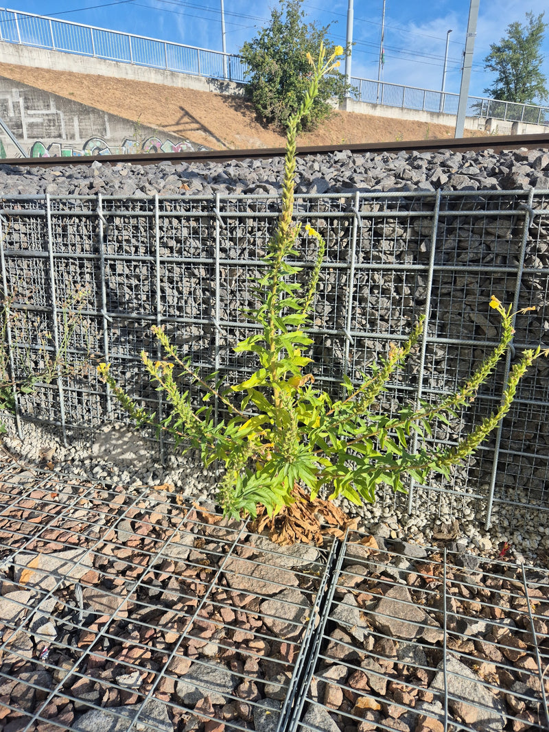 Een bloeiende teunisbloem groeit voor een stenen schanskorfmuur op grindgrond. De oprechte plant toont zijn typische gele bloeiwijzen.