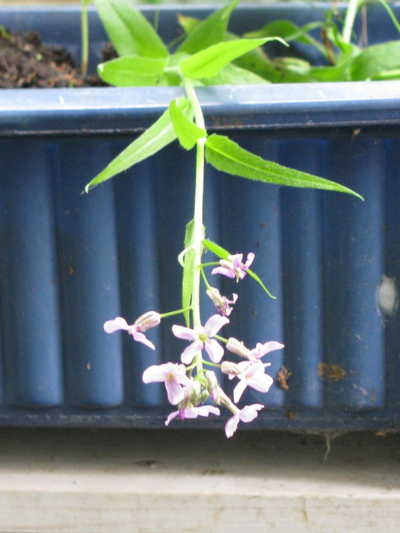 Te zien is een bloeiende damastbloem met karakteristieke paarse bloemen en groene bladeren. De plant hangt voor een blauwe bloembak.