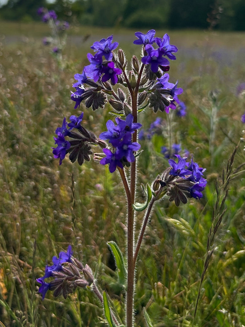 De afbeelding toont een bloeiende gewone ossetong met zijn typische paarsblauwe bloemen en borstelig behaarde stengel. De foto toont de plant in een natuurli...