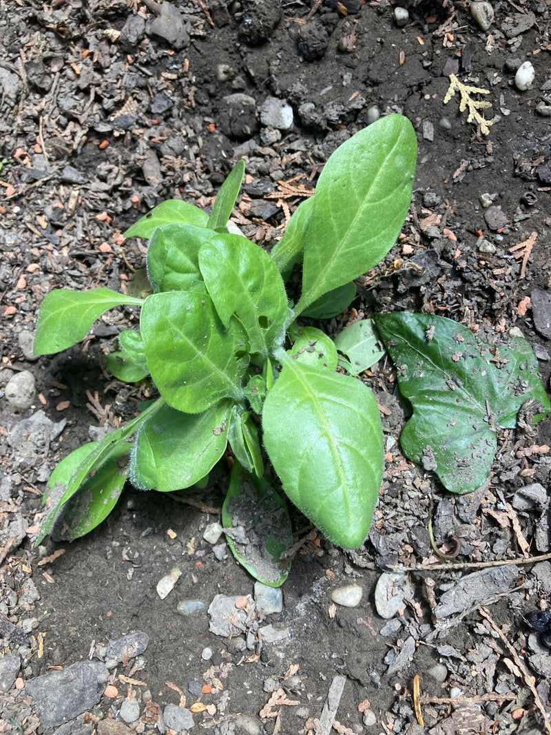 Te zien is een jonge gewone ossetong met groene, harige bladeren. De plant groeit op kaal grond.