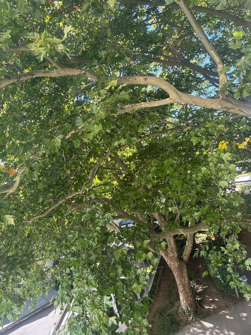 De afbeelding toont een volwassen esdoornbladige plataan met een dichte kroon en karakteristieke bladeren. Het uitzicht is naar boven gericht in de takken.