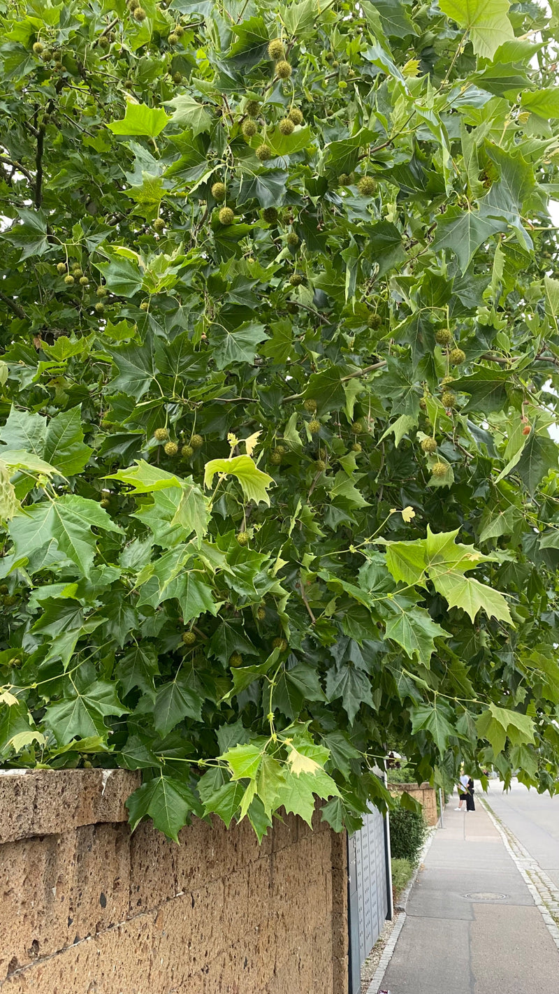 Het dichte bladerdek en de vruchtenclusters van een esdoornbladige plataan zijn zichtbaar, hangend over een muur langs een stedelijk trottoir. De typisch gel...