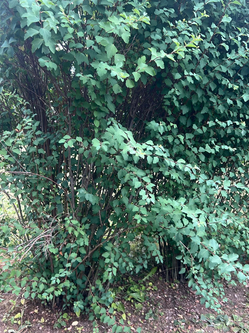 De afbeelding toont een dichte struik met talloze groene bladeren en fijne takken. De plant groeit op een natuurlijke ondergrond buiten.