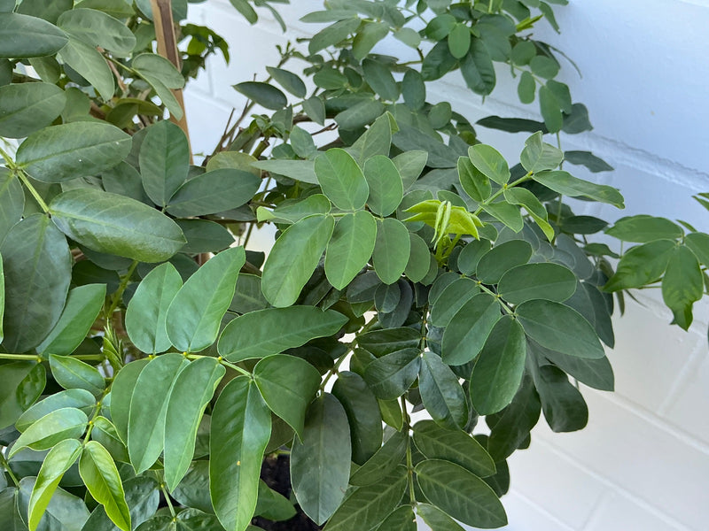 Gewone Senna — Bild 1