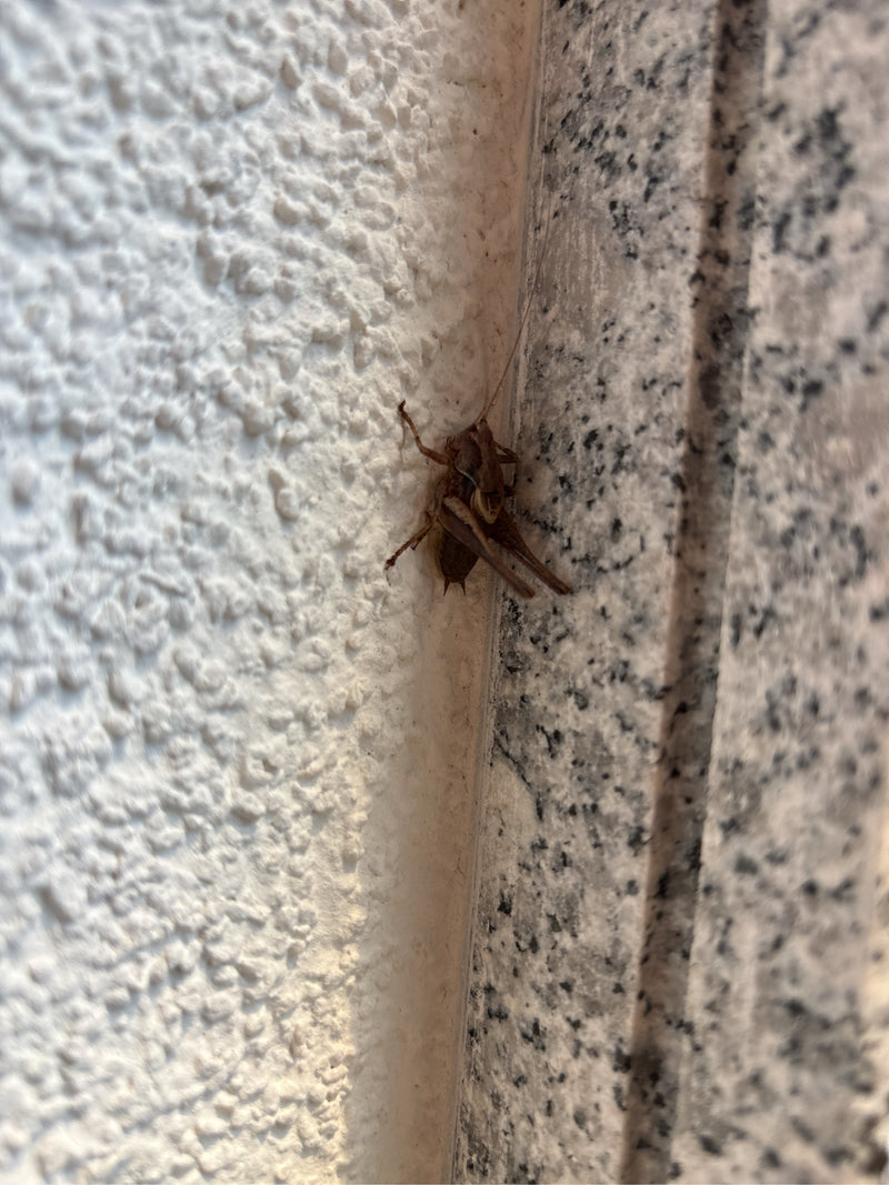 Gemeenschappelijk struikinsect — foto 4 van 5