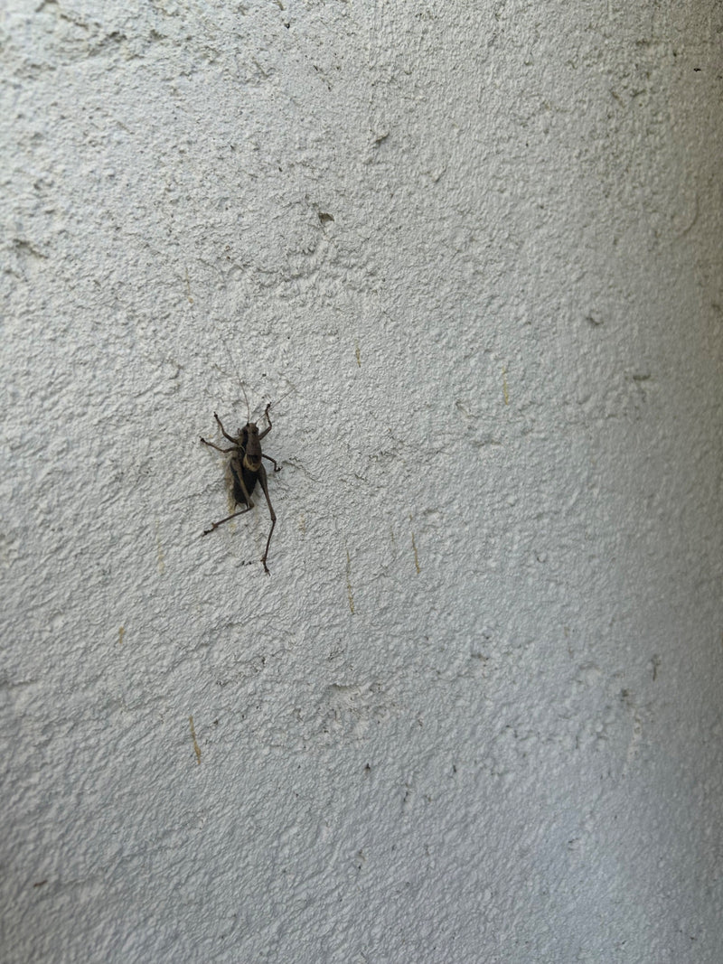 Gemeenschappelijk struikinsect — foto 3 van 5