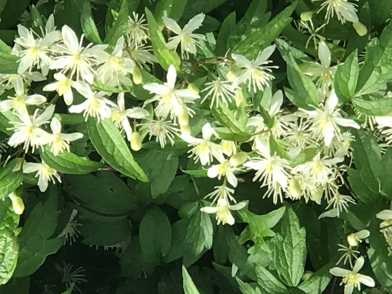 Gemeenschappelijke clematis — foto 5 van 9