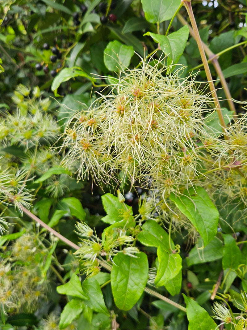Gemeenschappelijke clematis — foto 4 van 9