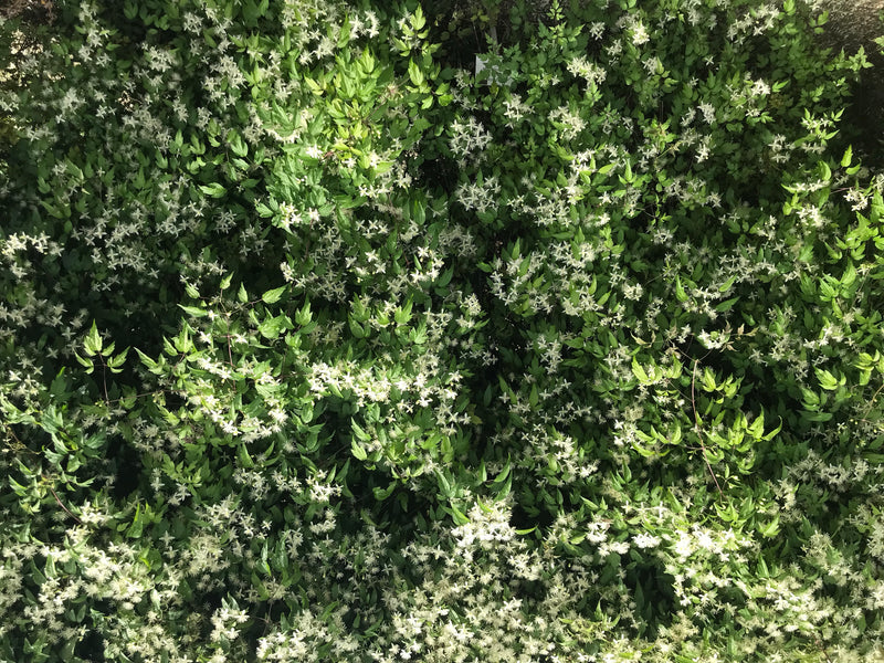 Gemeenschappelijke clematis — foto 3 van 9