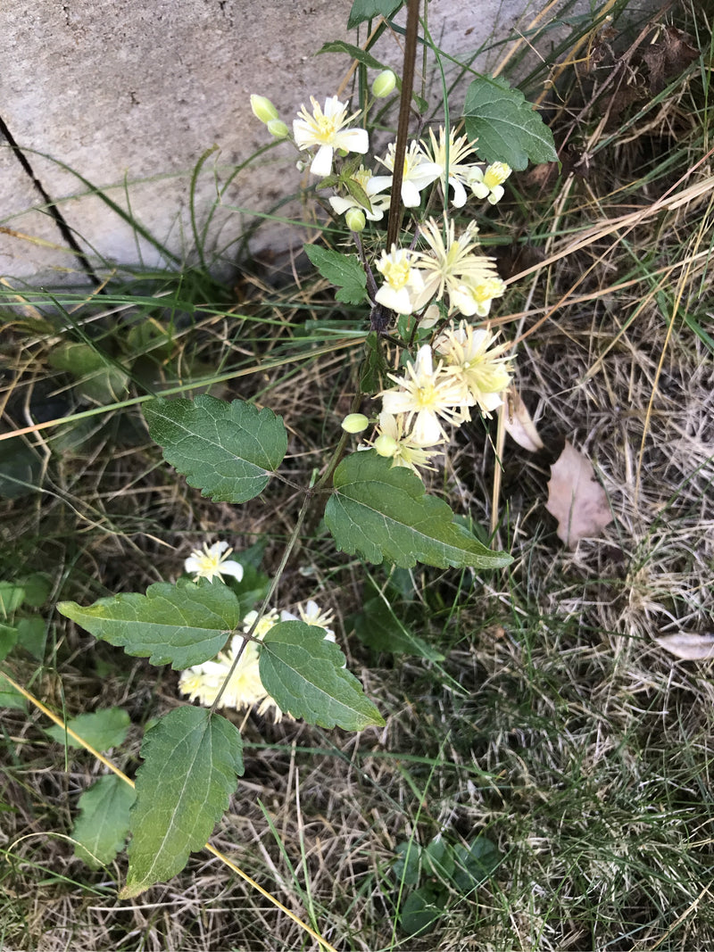 Gemeenschappelijke clematis — foto 2 van 9