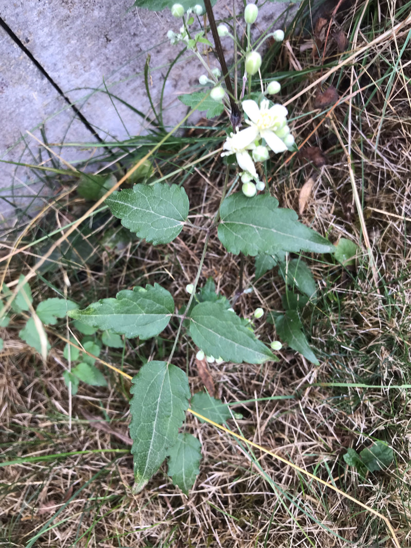 Gemeenschappelijke clematis — foto 1 van 9