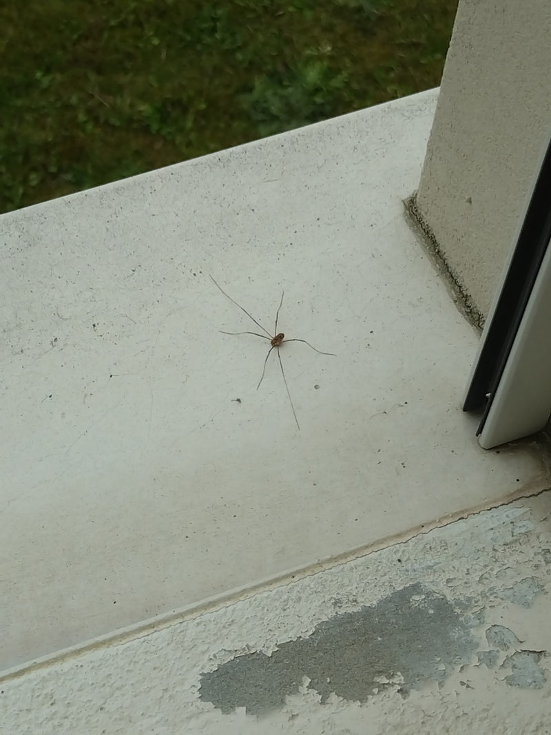 Gewone hooiwagen — Bild 1