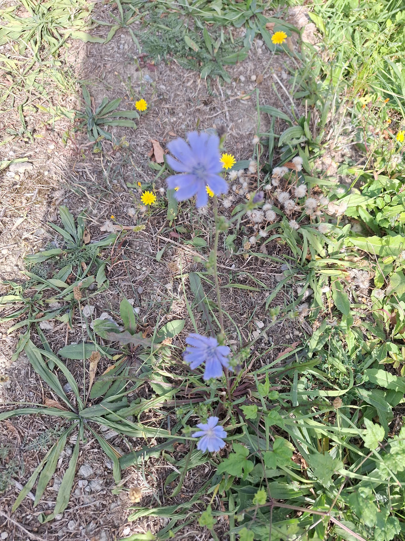 Een bloeiende cichorei met verschillende lichtblauwe bloemen groeit langs een schaars begroeide berm.