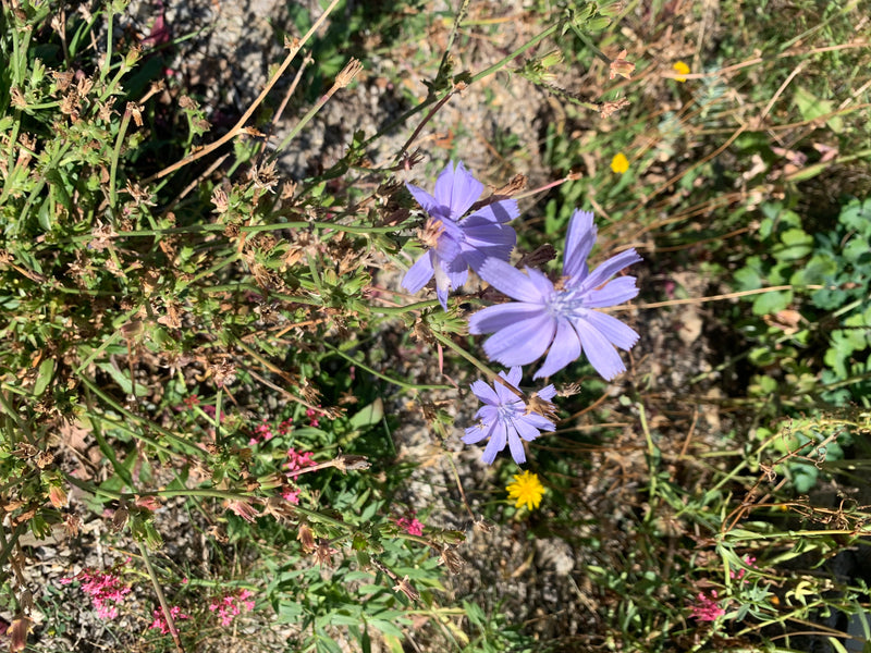 De afbeelding toont verschillende felblauwe bloemen van cichorei. Ze groeien aan vertakte stengels te midden van gras en wilde kruiden.