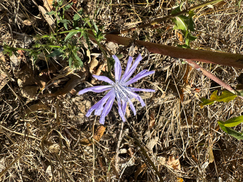 Een geopende lichtblauwe bloem van de wilde cichorei is van bovenaf te zien op droge grond met plantenresten.