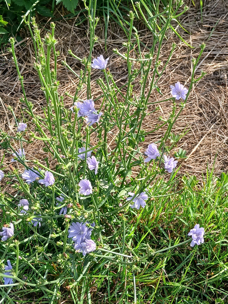 De foto toont een bloeiende cichoreiplant met zijn typische lichtblauwe bloemen op vertakte stengels. Hij groeit in een omgeving met gras en droge grond.