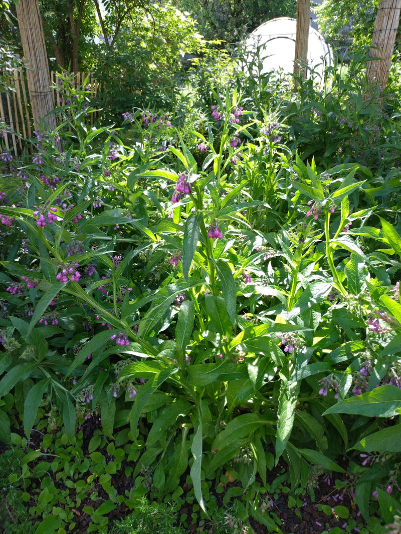 Smeerwortel — Bild 2