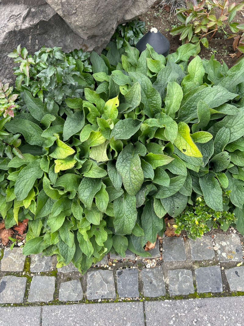 Een weelderige smeerwortelplant met grote, ruwe, gerimpelde bladeren groeit langs een geplaveide rand.