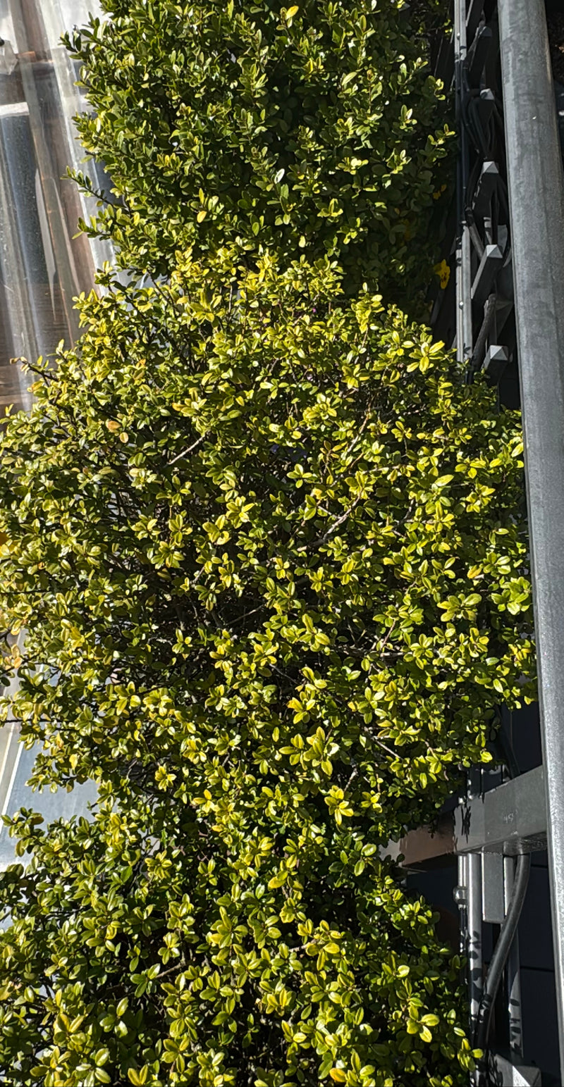 Buxus — Bild 1