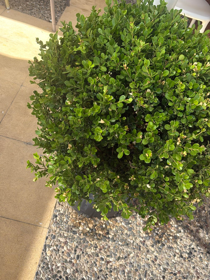 Te zien is een compacte buxus in een plantenbak op een lichte ondergrond. De plant toont zijn typische dichte, groene loof.