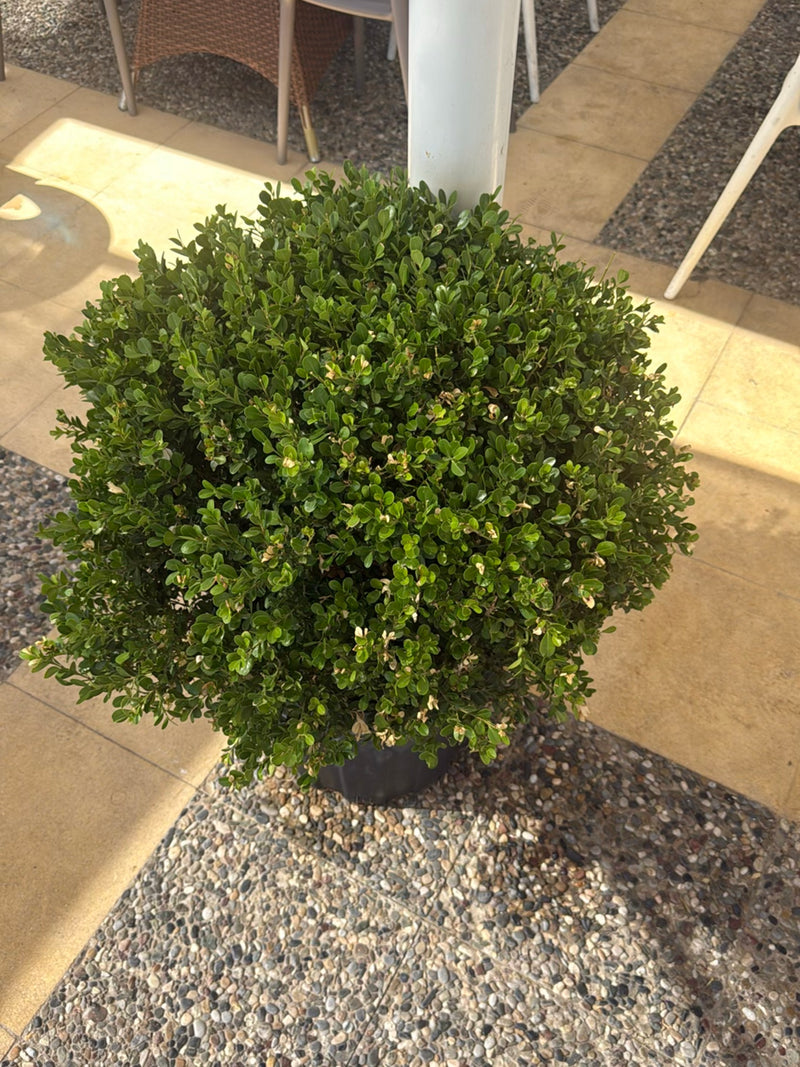 Te zien is een dichte, bolvormig gesnoeide buxus in een donkere plantenbak. De plant staat op een lichte stenen vloer.