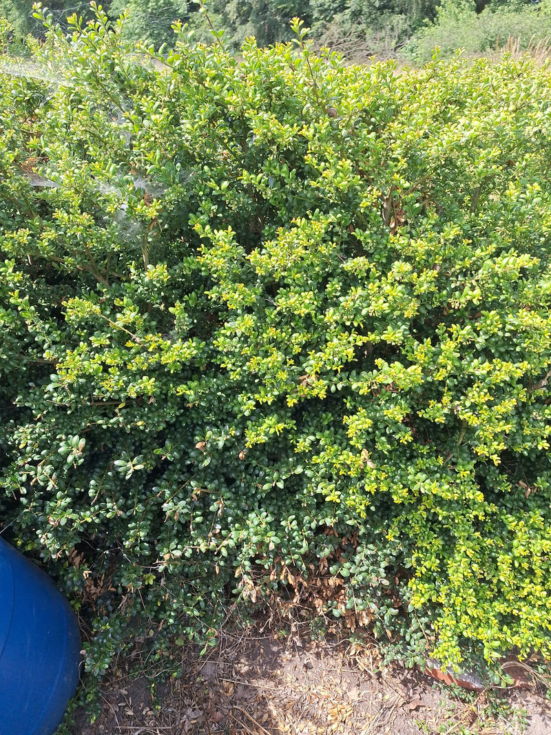 Een dichte buxusstruik met vele kleine, groene bladeren is te zien. De plant staat buiten in een natuurlijke omgeving.