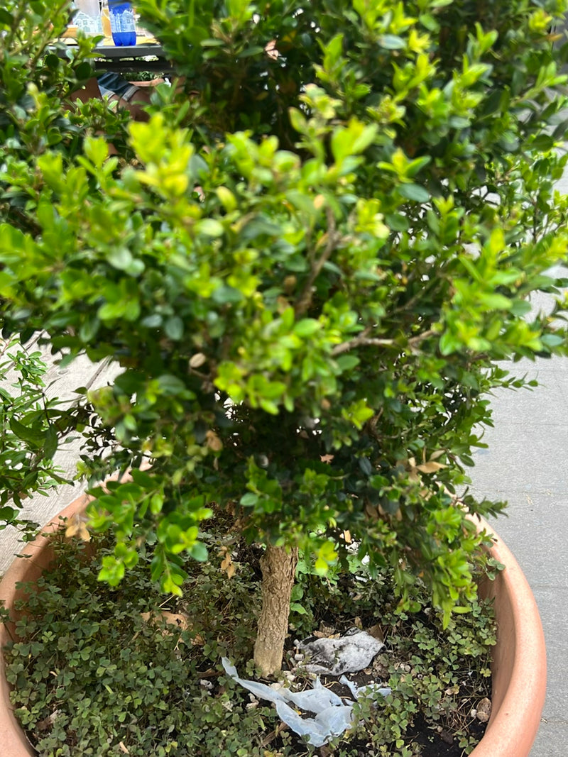 Een compacte buxus in een grote plantenbak is te zien. De dichte groene bladeren en de houtachtige stam zijn goed herkenbaar.