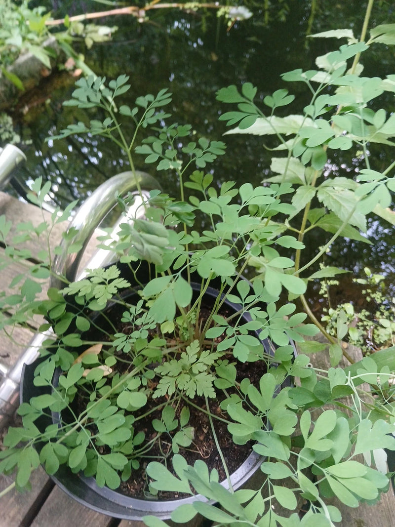 De afbeelding toont een gezonde gewone duivenkerk plant met typisch fijn verdeelde bladeren. Hij groeit in een zwarte bloempot bij een waterpartij.