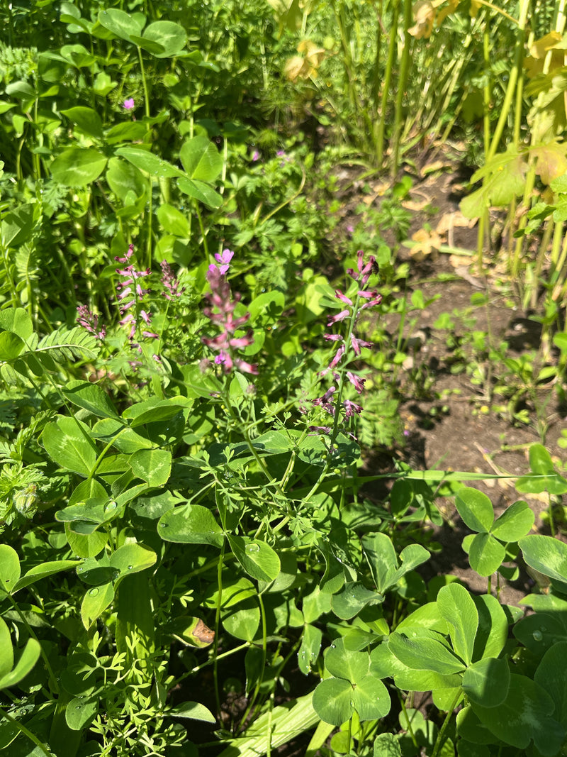 De afbeelding toont several delicate planten van gewone duivekers met hun kenmerkende roze-paarse bloeiwijzen. Ze groeien te midden van groen loof en kruiden...