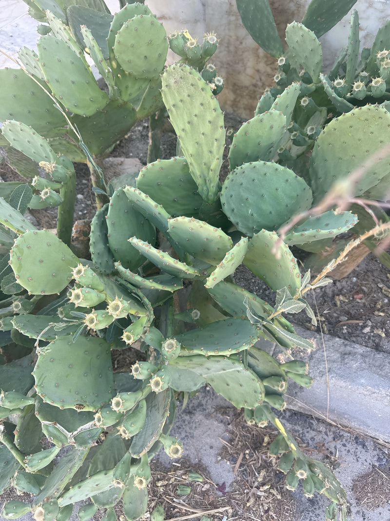 Gemeenschappelijke cactusvijgcactus — foto 3 van 6
