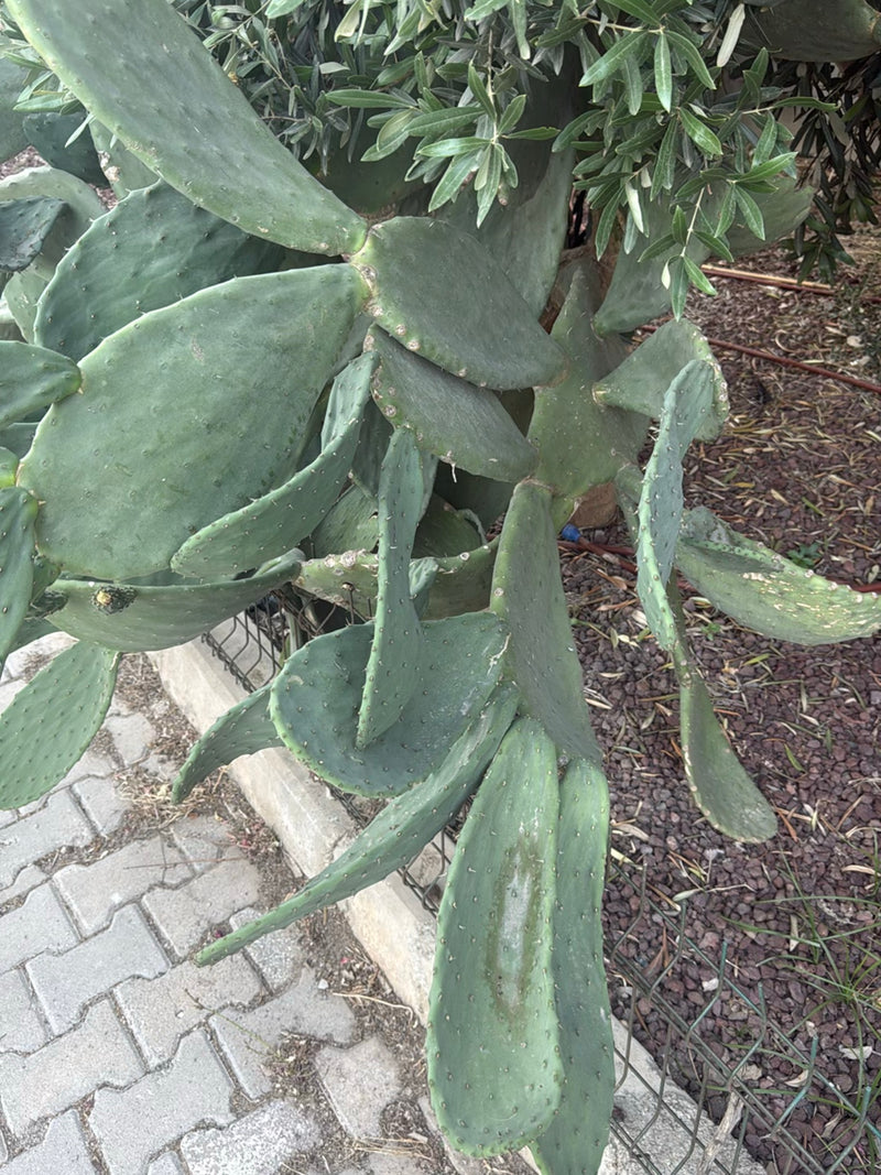 Gemeenschappelijke cactusvijgcactus — foto 1 van 6