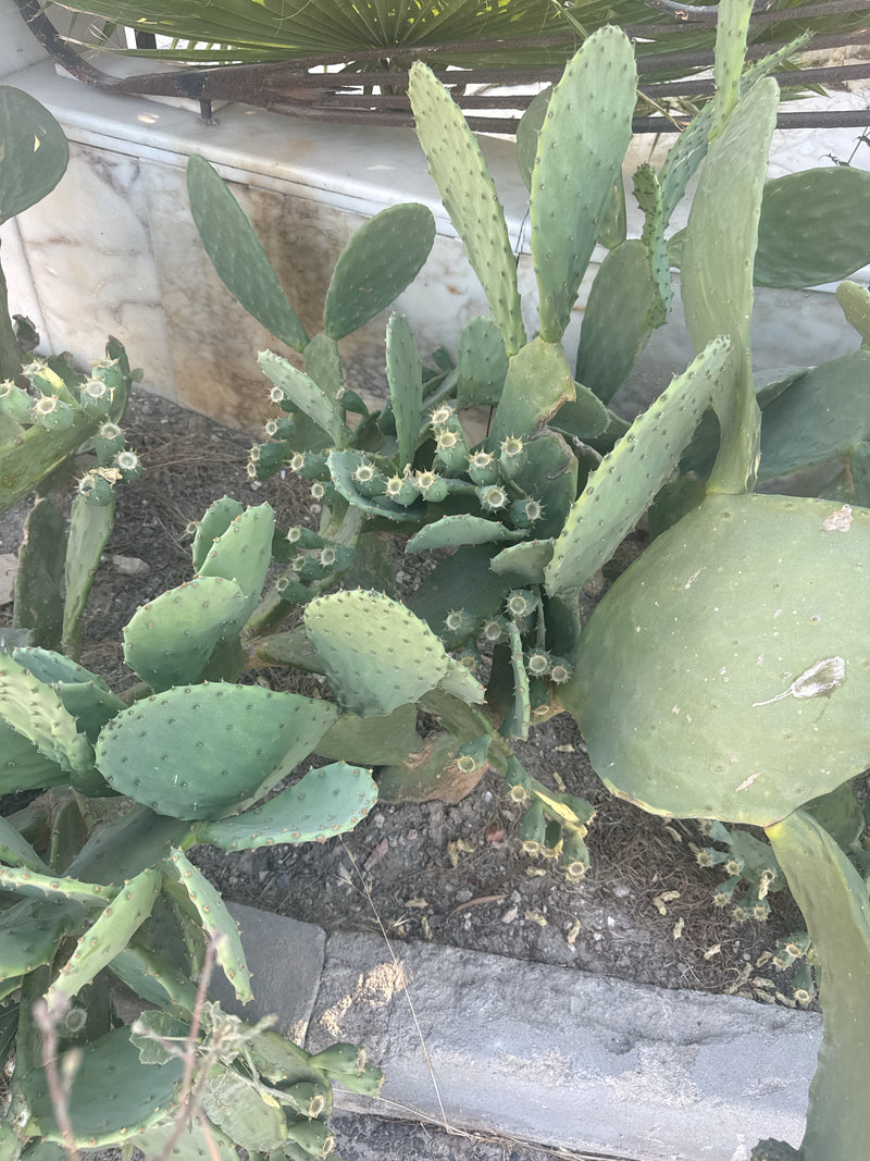 Gemeenschappelijke cactusvijgcactus — foto 5 van 6