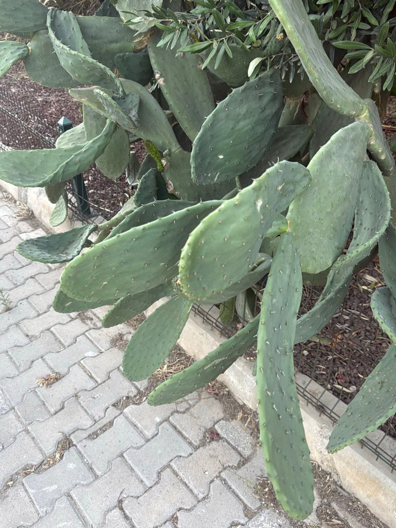 Gemeenschappelijke cactusvijgcactus — foto 2 van 6