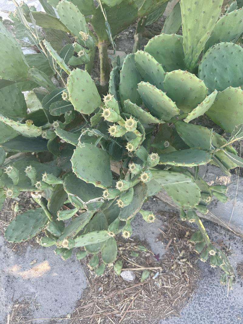 Gemeenschappelijke cactusvijgcactus — foto 4 van 6