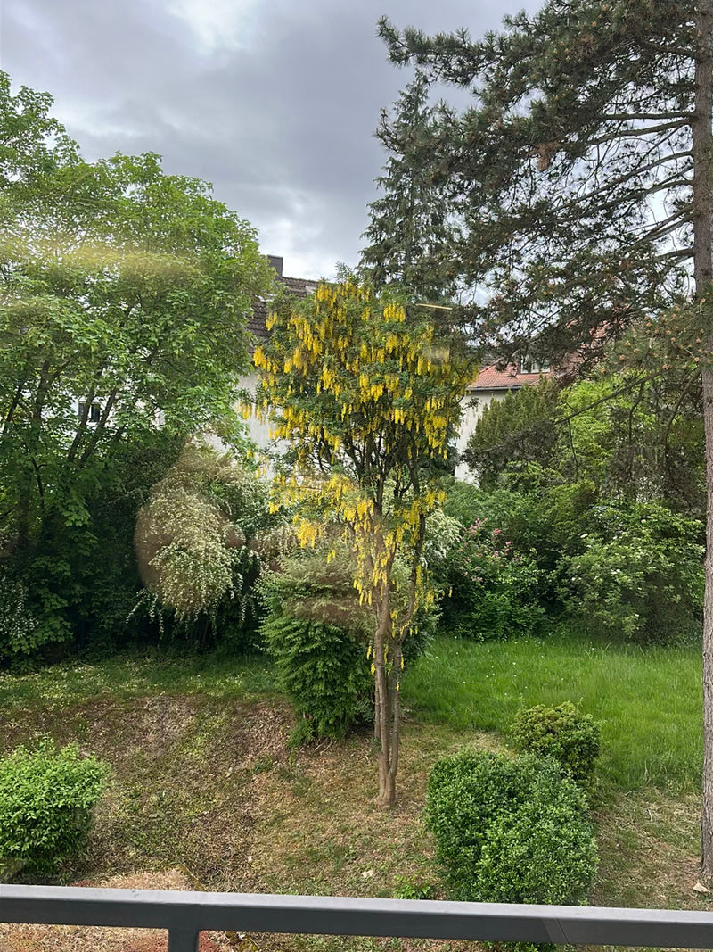 Een bloeiende goudenregen is te zien in een groene tuin. De boom draagt opvallende gele bloemtrossen.
