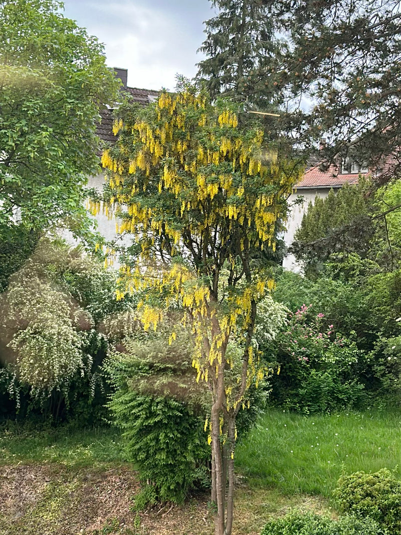 Een bloeiende goudenregen is te zien in een tuin. De typische gele bloemtrossen hangen naar beneden.