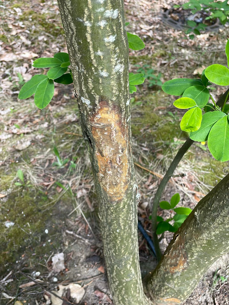 De afbeelding toont de stam en groene, drietallige bladeren van een goudenregen. Onderin is een opvallend schorsgedeelte zichtbaar.